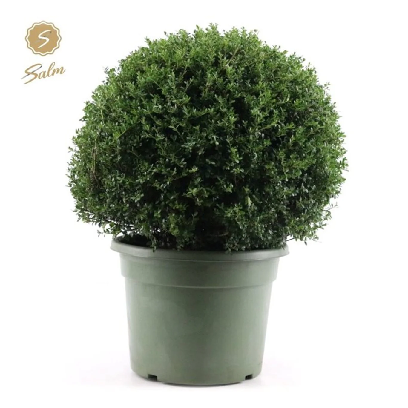 Topiary (shaped shrubs)